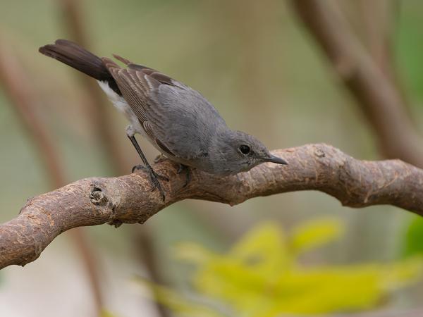Blackstart (Oenanthe melanura)